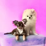 🎀 Paris & Aurora 🎀