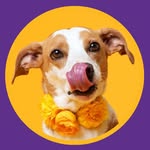 Zelda Maria | Pet-Friendly Lisboa | UGC
