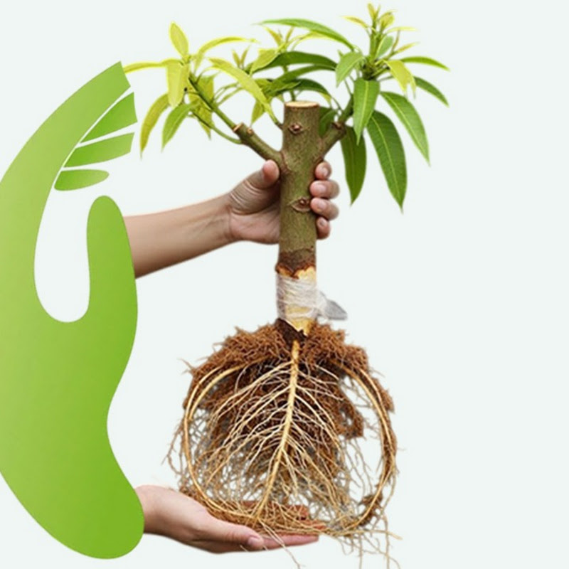 grafting fruit trees