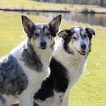 Daisy & Kyra 🇳🇱