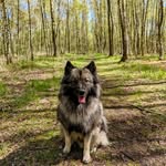 Wolfsspitz Hanno