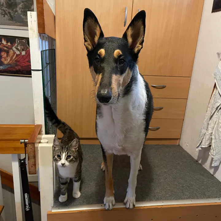 Milo, Enzo & Hugo 🐾😺🇸🇪