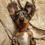 Dachshunds MXLI