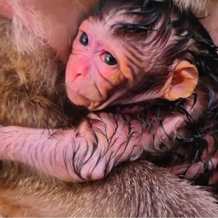 Monkey Baby
