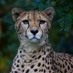 Cheetah