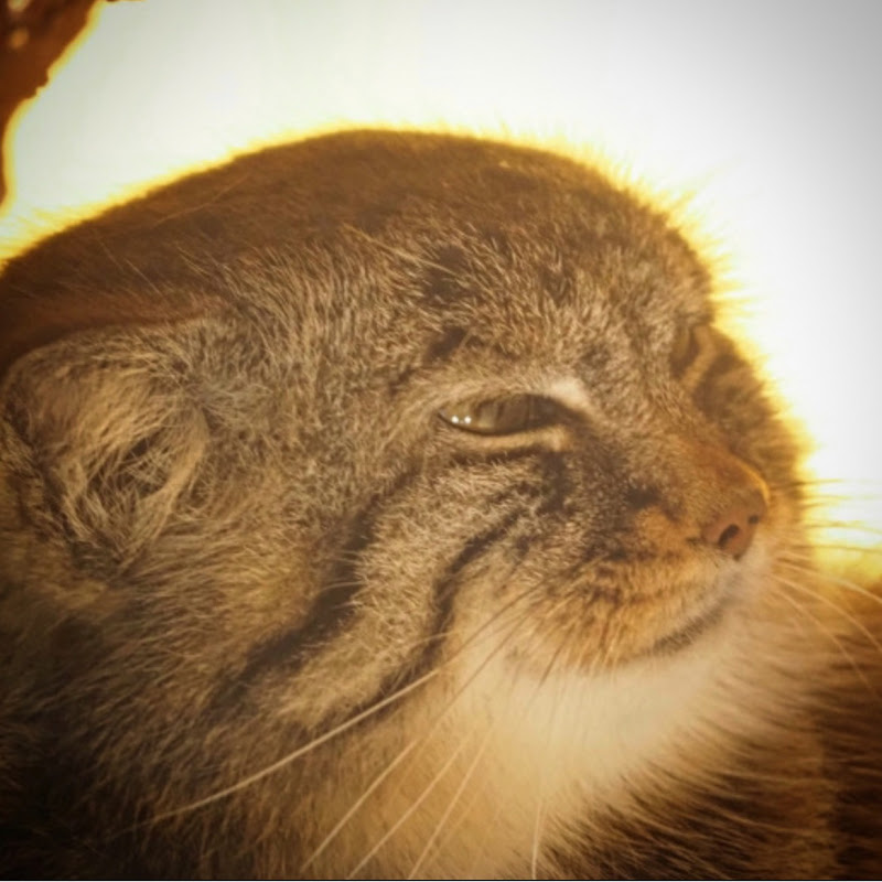 マヌル特派員の動物動画ログ