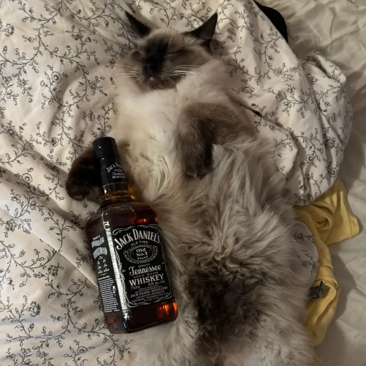 Cat Club