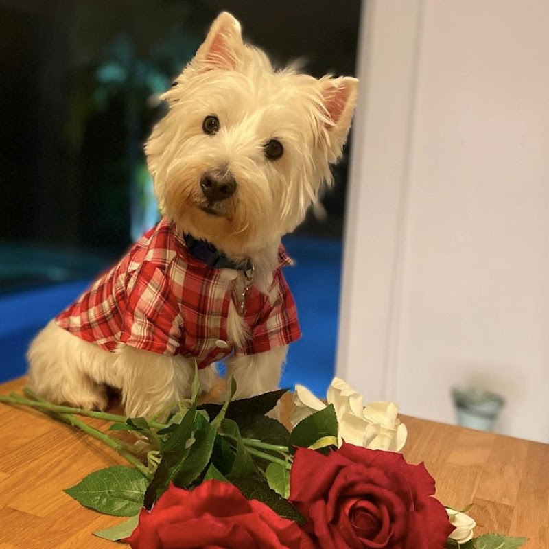 Westie Adventures