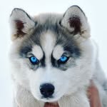 Husky