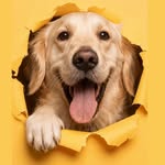 Dog Apollo