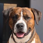 Adventures of a rescue dog!