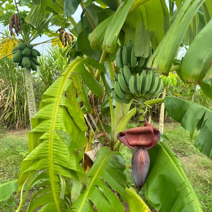 safiadibor