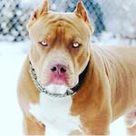 pitbull