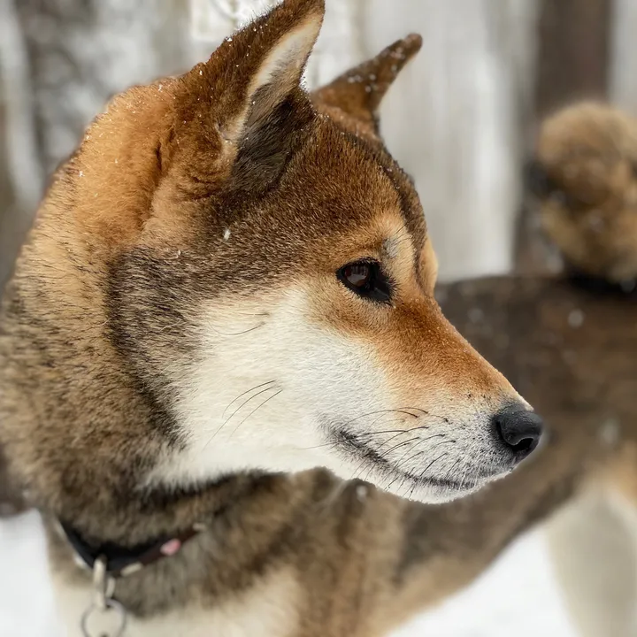 Papayatheshiba