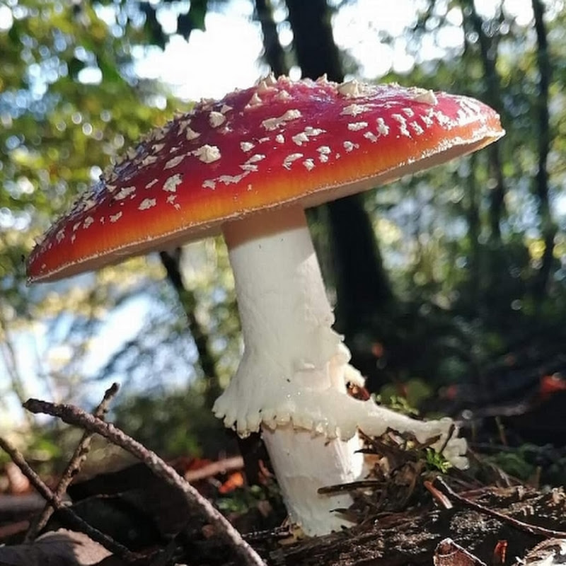 Amanita Muscaria 