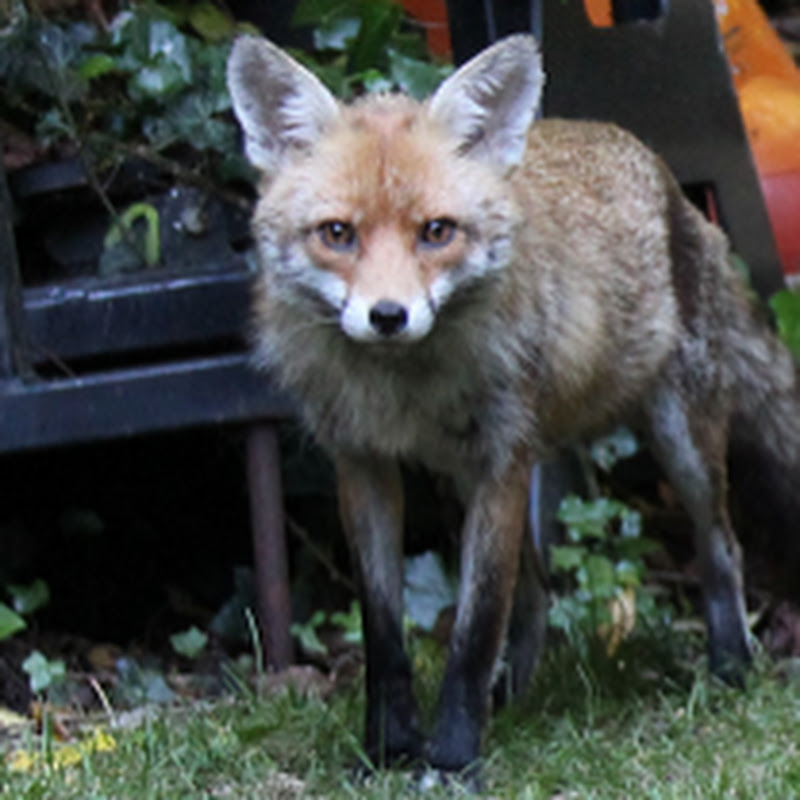 Graham's Nature Watch Channel