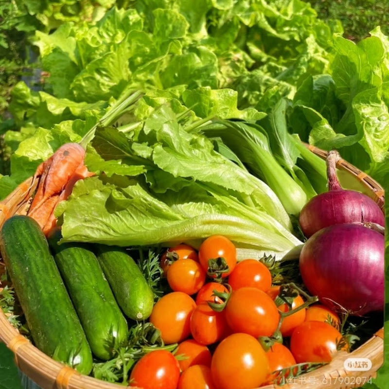 文文种菜技巧gardening