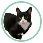 Diego the Icelandic Tuxedo