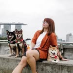 Hana, Kaito, Umi + Rona | The shiba pack