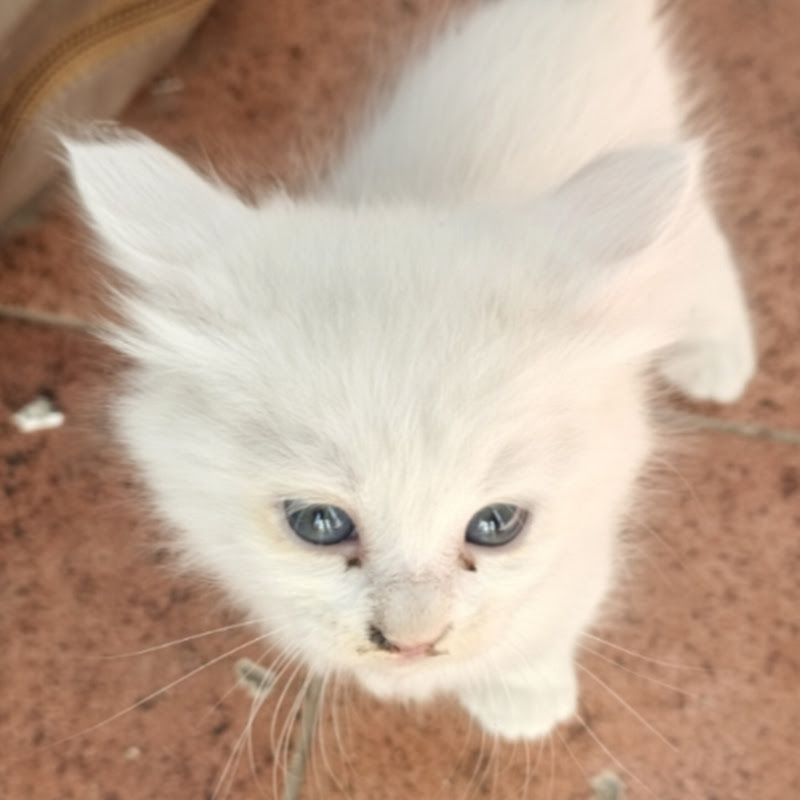 Cats life . 1M views.4 hours ago...