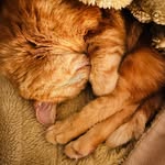 Wortel the Orange cat