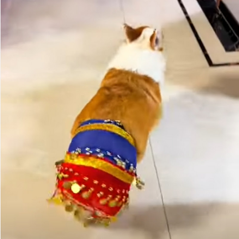Cute Pet Corgi