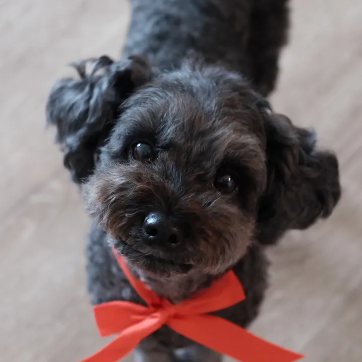kkami 🐾 mini poodle