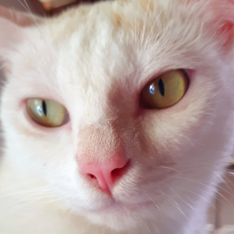 Catcatlife