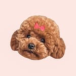 Yumi the Red Toy Poodle