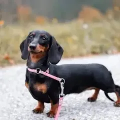 Dachshunds.Fans
