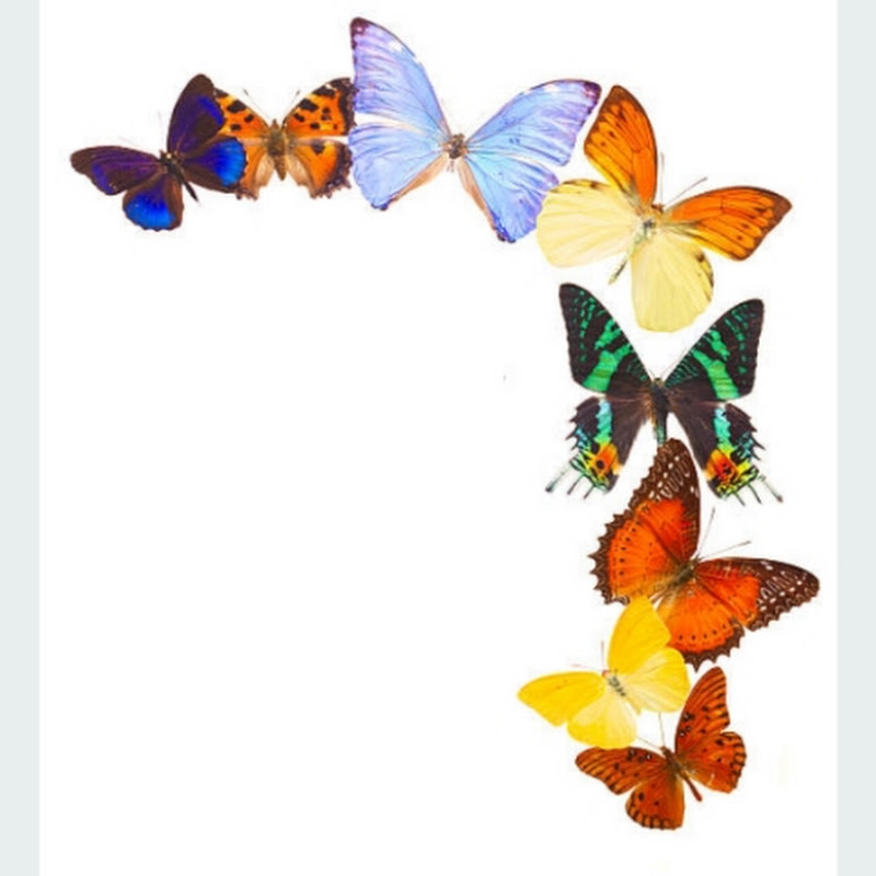 THE BUTTERFLY 🦋