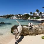 Nina, Shiro, Ali & Toy