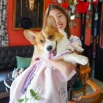 Nommyen the corgi