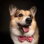 • O S C A R • | WELSH CORGI