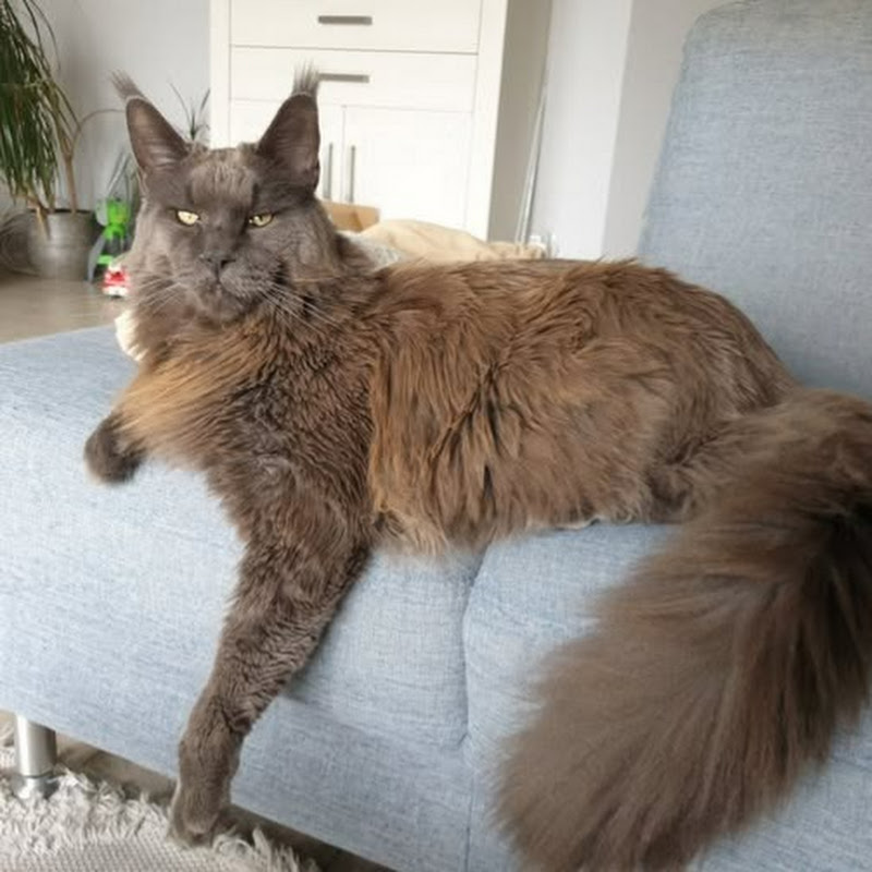 Modellbaukeller Bochum TV®