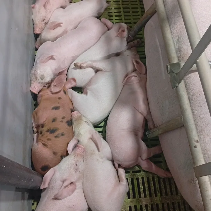 Piglets 🐽
