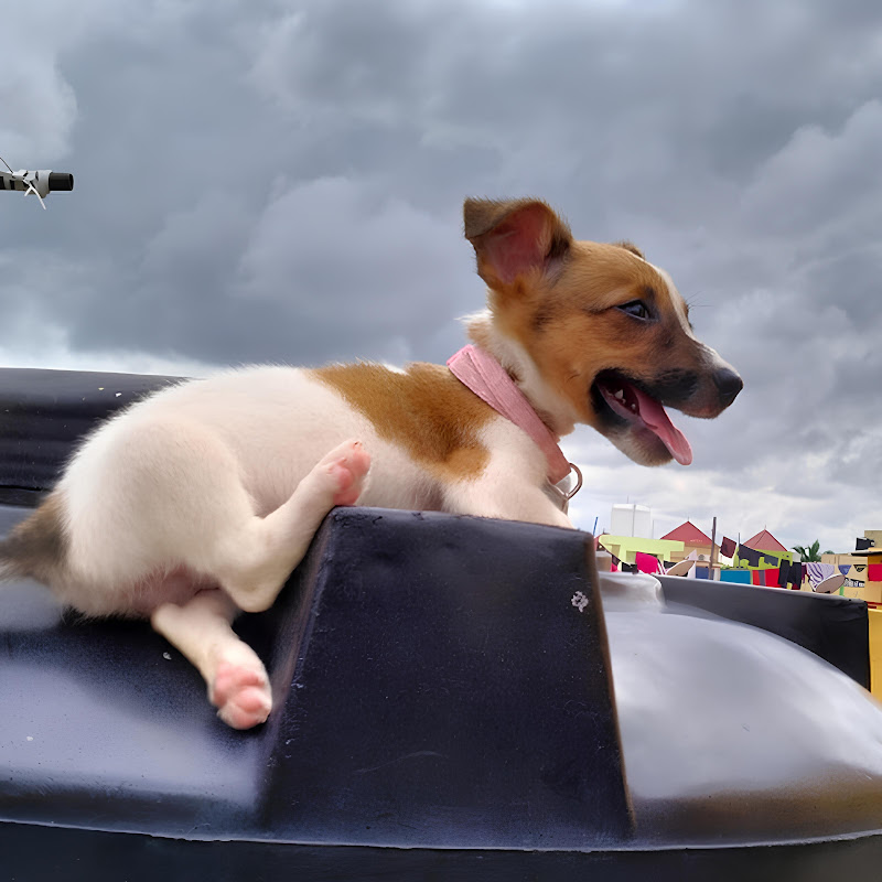  பைரவா🔱 