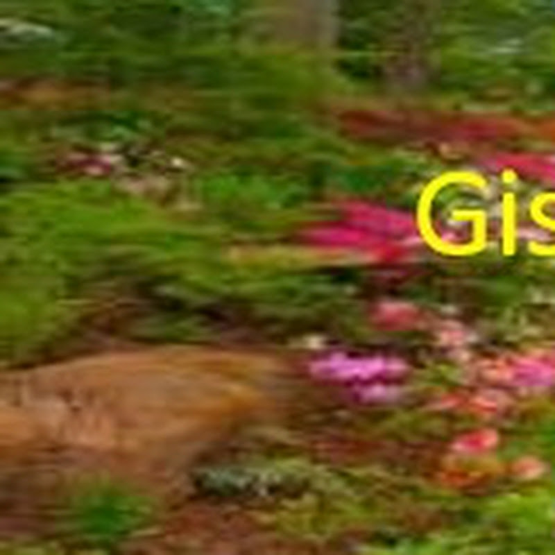 Gist Lover Tv