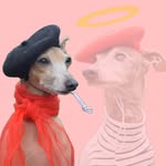 Adeline & Anemone (+🌈Alauda)• Italian Greyhounds