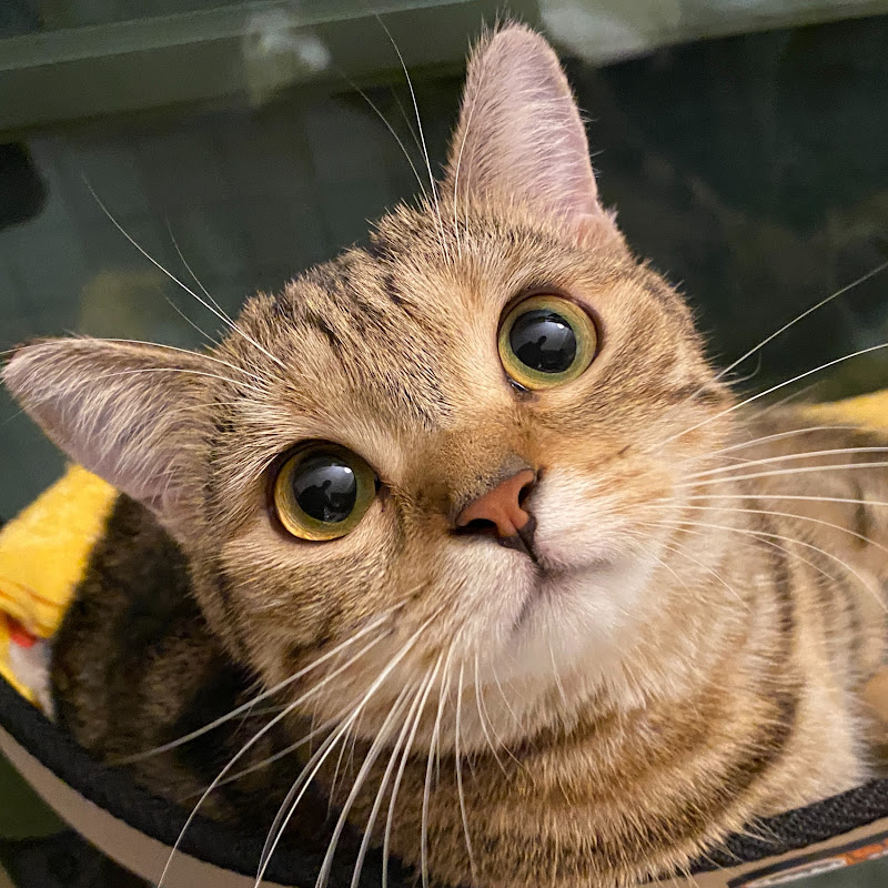 Ariel, Audrey, Eddie & Tarou 阿蕊阿莉阿迪與太郎