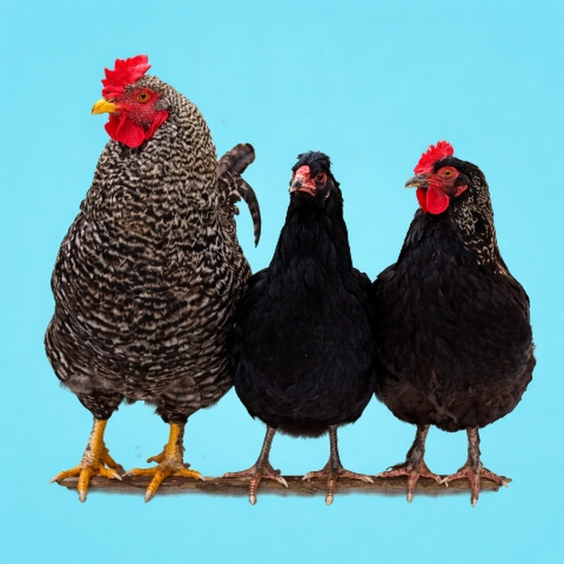 Backyard Chicken Moments
