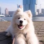 FELIX THE SAMOYED 🐶