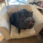 EddieThePigMD