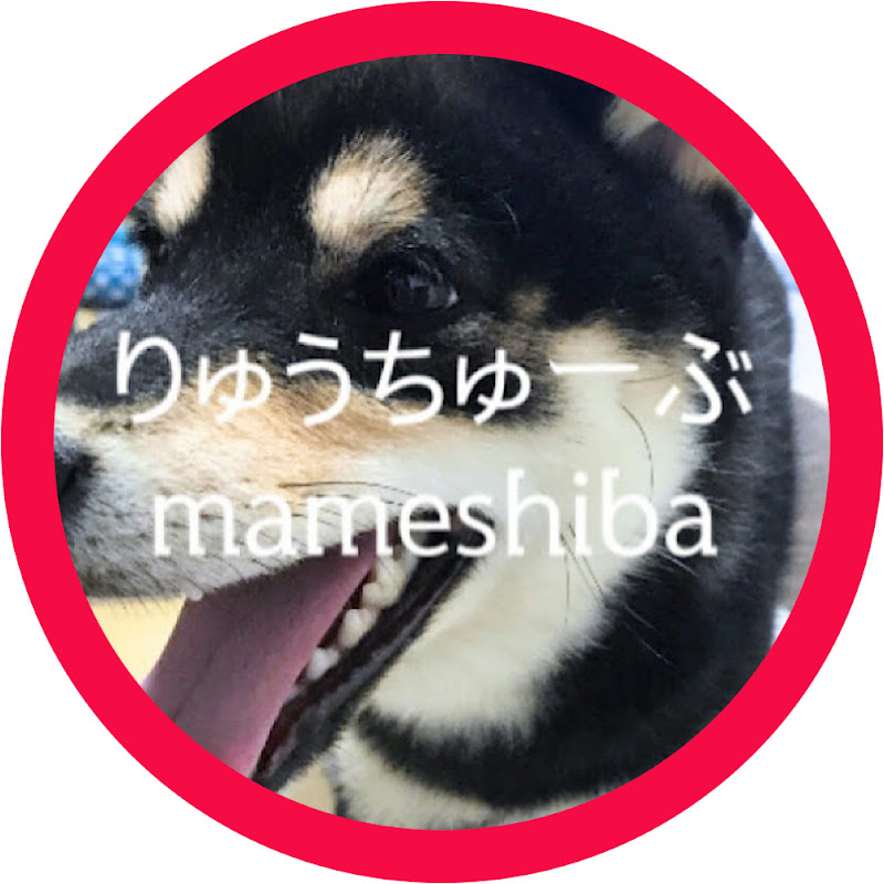 りゅうちゅーぶmameshiba