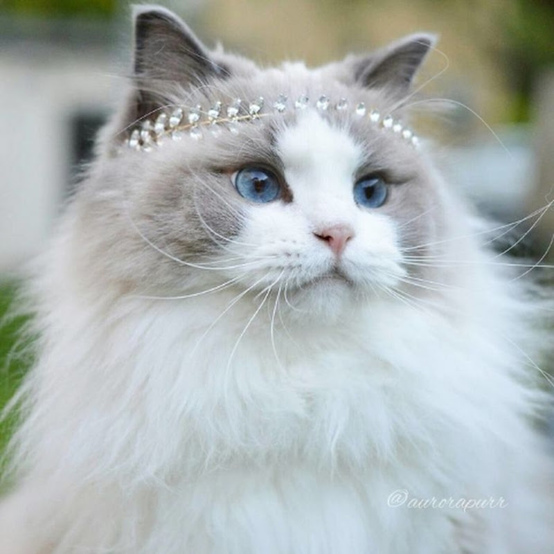 Princess Cats👑