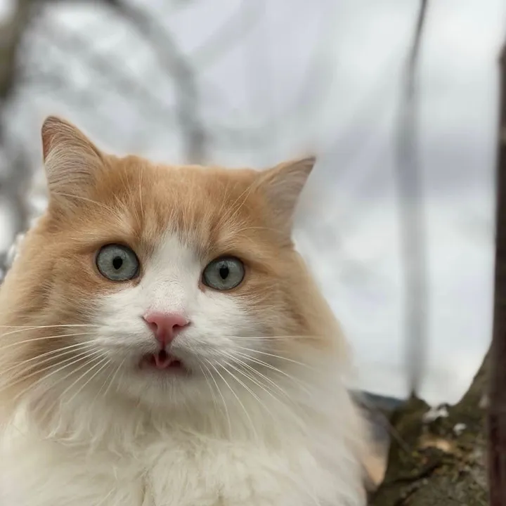 Floki Lion Cat