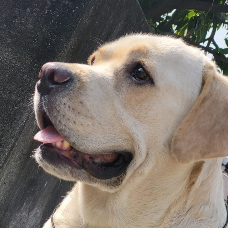Duggu_ the _ lab