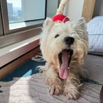 Homer the "Homerrrific" Westie