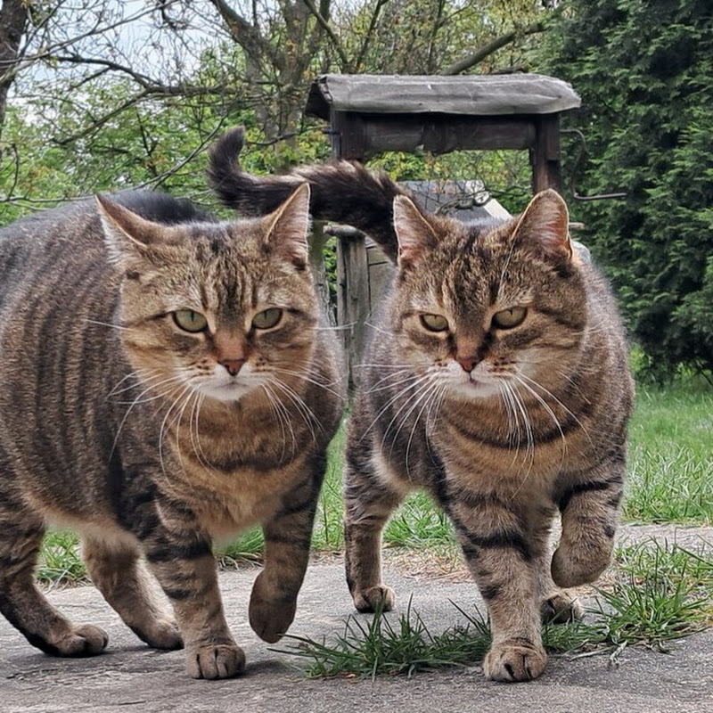 Cat Island Records 🐱🏝️