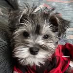 RUDI the Mini Schnauzer 🇨🇦